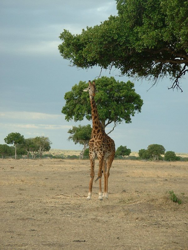 gal/Honeymoon/Masai Mara/DSCF0093.JPG